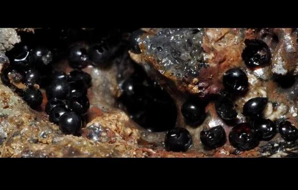 Xuất hiện trứng sinh vật lạ ở độ sâu 6.200 m dưới Thái Bình Dương