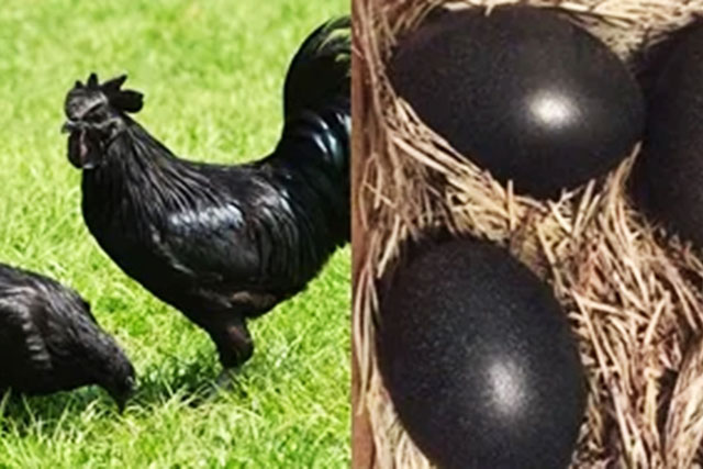 Sững sờ trước quả trứng gà đen sì như cục than, giá tận 1 triệu đồng hiếm có khó tìm nhất thế giới