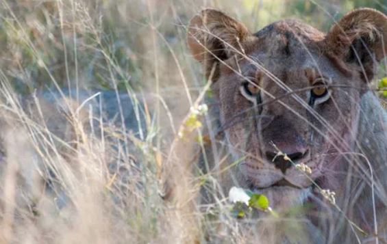 Những loại động vật là thợ săn đáng sợ nhất của tự nhiên