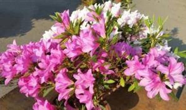 Loại nước này được xem là 'nước tiên' nuôi hoa, tưới thường xuyên, hoa lần lượt nở rộ, lá xanh mướt