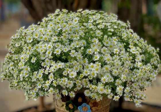 Tử vi hàng ngày - Thứ Bảy 17/2/2024 của 12 cung hoàng đạo