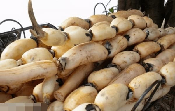 Khi mua củ sen, bạn đừng đếm số lỗ, hãy ghi nhớ 3 điểm này là bạn có thể biết được củ sen có giòn hay không