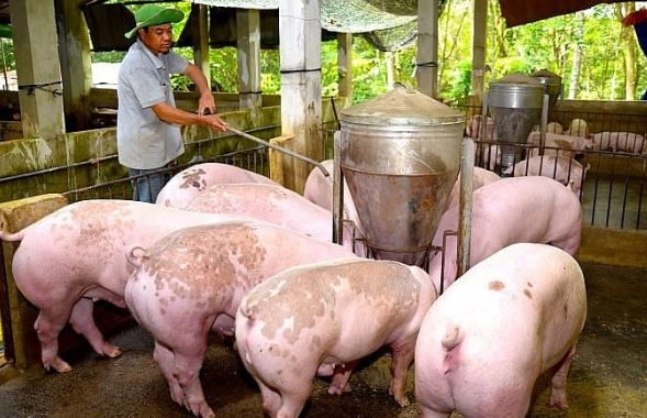 Giá heo hơi hôm nay 17/2/2024: Cả 3 miền giảm nhẹ