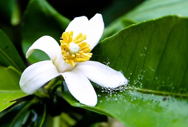 Loại hoa ngát thơm vườn quê lại là 'thuốc' bảo vệ gan thận, tốt cho tim