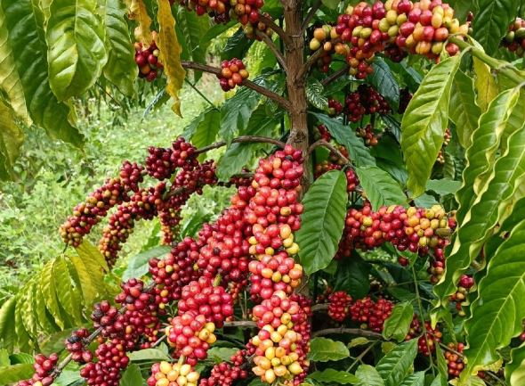 Giá nông sản ngày 17/2/2024: Cà phê và hồ tiêu tiếp tục tăng