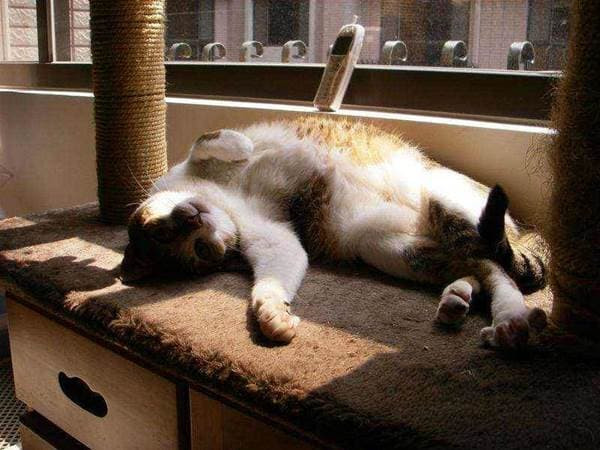 Tại sao mèo 'không thích ngủ trong ổ mèo'? Dưới đây là 6 cách 'dụ mèo vào ổ'!