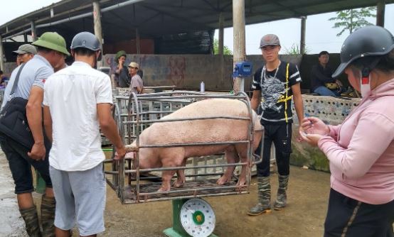 Giá heo hơi hôm nay 18/2/2024: Tiếp tục giảm 1.000 - 2.000 đồng/kg