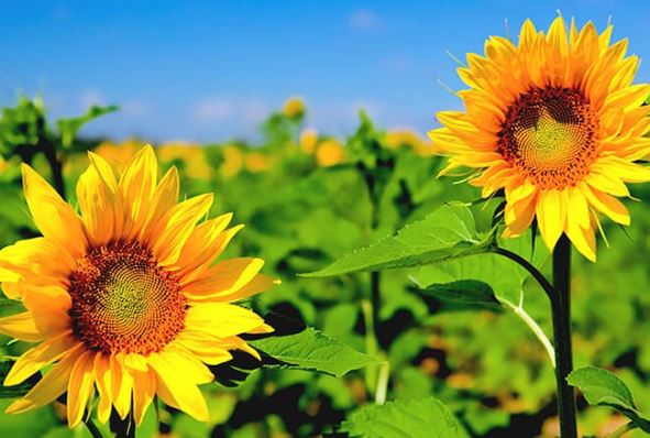 Khoa học lý giải hiện tượng vì sao hoa hướng dương luôn 'di chuyển' về phía mặt trời