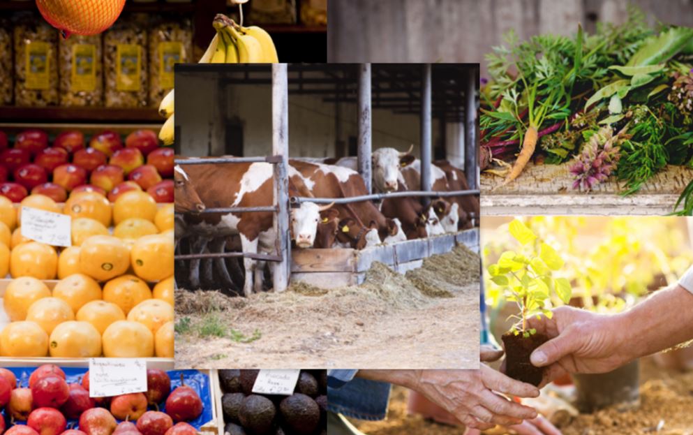 Các mặt hàng hữu cơ của Việt Nam thu hút sự quan tâm tại Biofach 2024