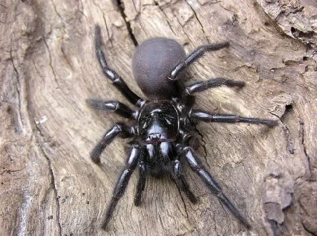 Vì sao Australia lại có vô số sinh vật có nọc đọc, thậm chí cả thú mỏ vịt cũng có độc?