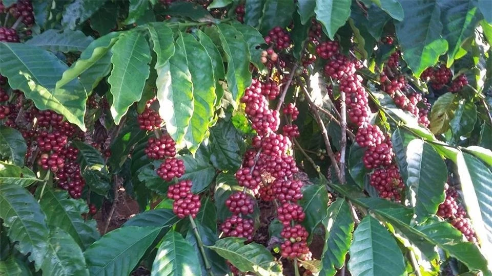 Giá nông sản ngày 19/2/2024: Cà phê tăng, hồ tiêu đạt 86.000 đồng/kg