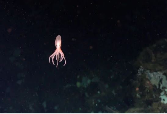 'Con lai' của sinh vật ngoài Trái Đất: Xuất hiện 4 loài mới