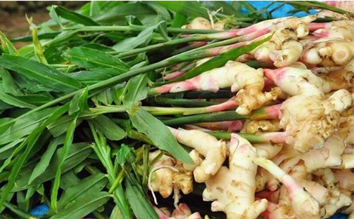 Các nhà nghiên cứu chỉ ra mối liên hệ bất ngờ giữa gừng và bệnh ung thư