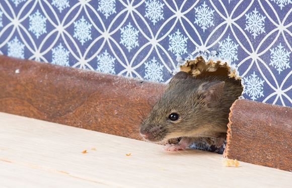 7 cách để loại bỏ chuột khỏi nhà bằng các vật liệu đơn giản nhưng rất hiệu nghiệm