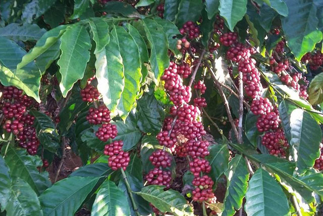 Giá nông sản ngày 19/2/2024: Cà phê tăng, hồ tiêu đạt 86.000 đồng/kg