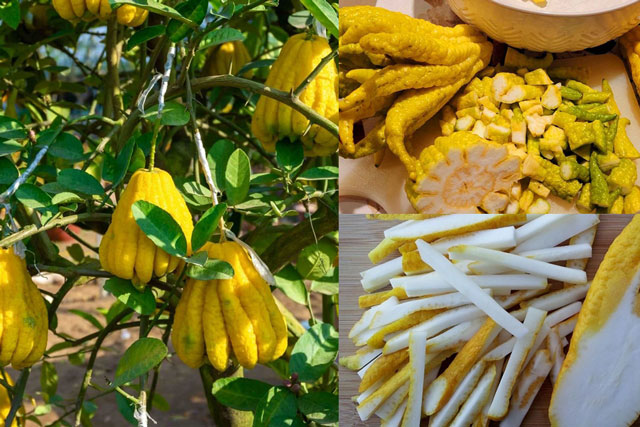 Loại cây duy nhất trên thế giới có ‘ngón tay’, người Việt rất thích chưng bàn thờ nhưng không biết công dụng tuyệt vời