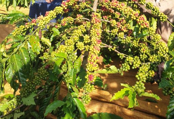 Giá nông sản ngày 20/2/2024: Cà phê và hồ tiêu tiếp tục tăng mạnh