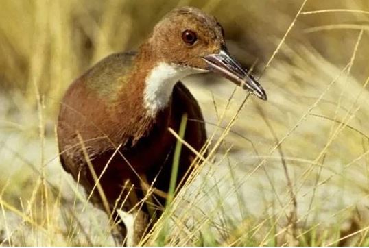 Loài chim trở về từ cõi chết nhờ tiến hóa hai lần