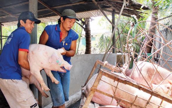 Giá heo hơi hôm nay 20/2/2024: 2 miền Bắc - Nam biến động 1.000 đồng/kg