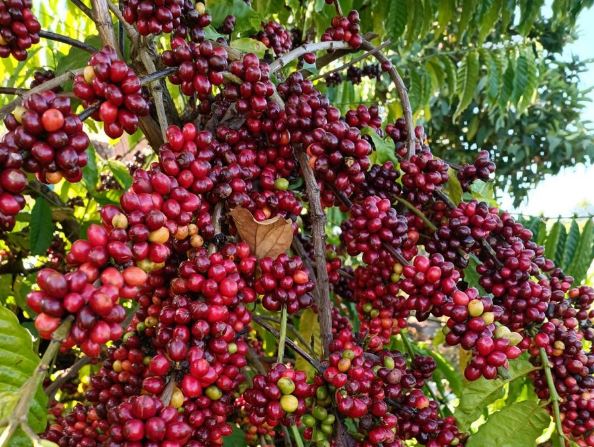 Giá nông sản ngày 21/2/2024: Cà phê quay đầu giảm, hồ tiêu tiếp tục tăng 2.000 đồng/kg