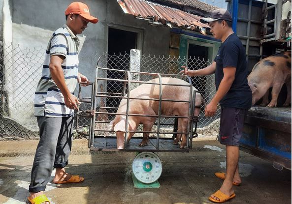 Giá heo hơi hôm nay 21/2/2024: Tăng 1.000 - 3.000 đồng/kg