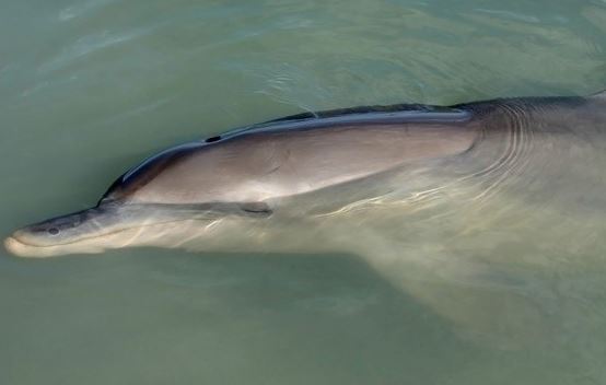 Động vật có vú ở biển ngủ dưới nước như thế nào?