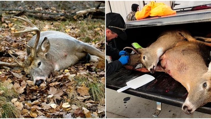 Bệnh ‘hươu zombie’ gây tử vong 100% đang tiến hóa để lây sang con người