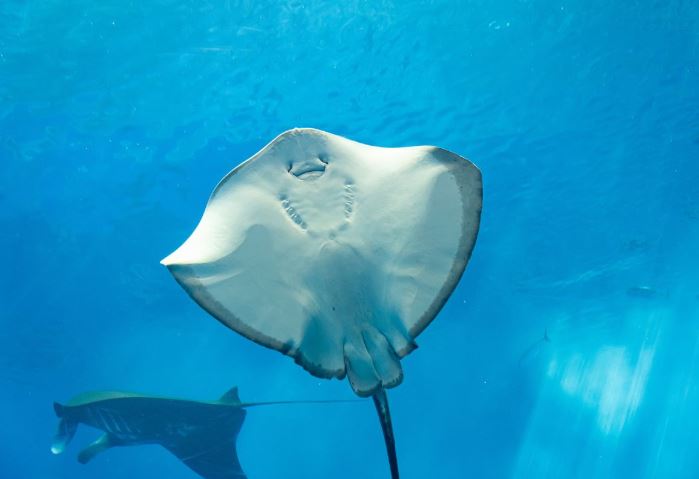 Sinh con đồng trinh là gì? Tại sao cá đuối có thể sinh con mà không cần giao phối?