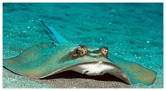 Loài 'cá lạ' trên thế giới thích phơi nắng trên bãi biển, và đặc biệt thích tấn công phụ nữ xinh đẹp!