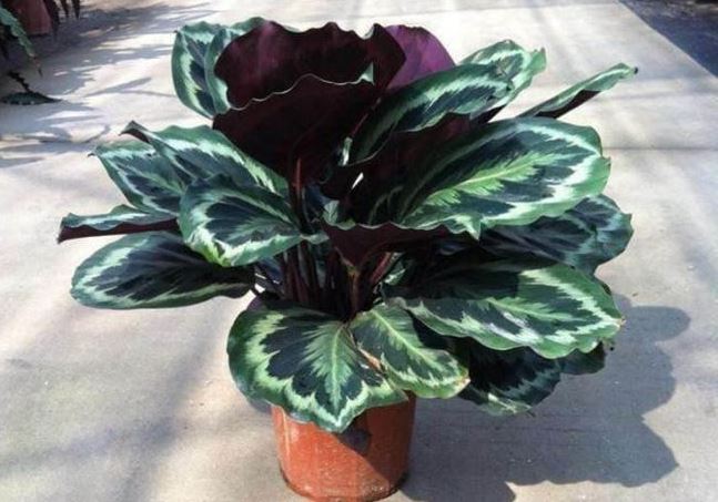 Bón 3 loại 'thuốc' này vào đất thì hoa lá, cây cối không bị vàng lá héo úa, mọc tua tủa đầy chậu, hoa nào cũng 'vượng'