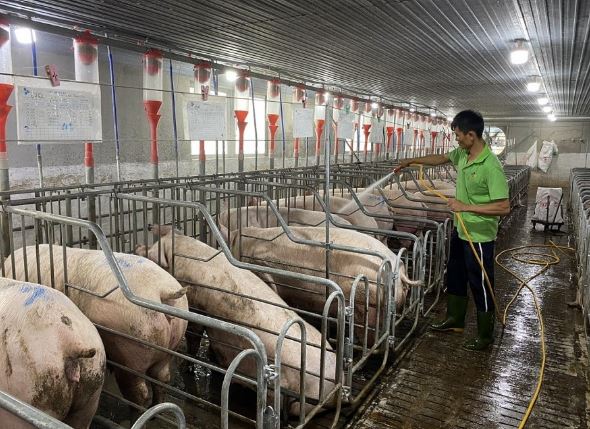 Giá heo hơi hôm nay 22/2/2024: Biến động 1.000 - 2.000 đồng/kg