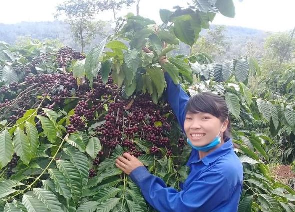 Giá nông sản ngày 22/2/2024: Cà phê và hồ tiêu tiếp tục tăng, nông dân phấn khởi