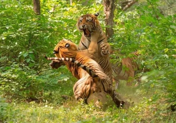 Tại sao sư tử và hổ lại chỉ giao phối trong 30 giây? Lý do liên quan đến tiến hóa!