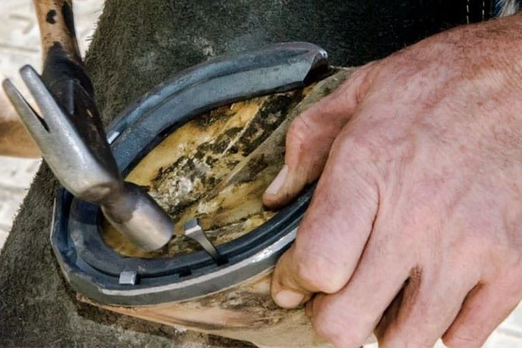 Tại sao ngựa nhà phải thay móng sắt định kỳ?