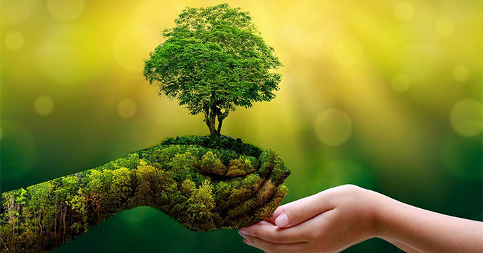 Một doanh nghiệp lần thứ 8 được xếp hạng A về tính minh bạch bảo vệ rừng