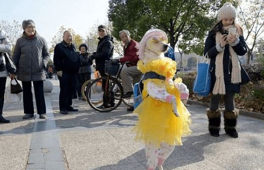 Người đàn ông xem chó nuôi hệt như người, mỗi ngày đều mặc quần áo xinh đẹp, dắt đi dạo biểu diễn thời trang