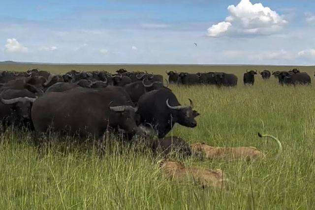 CLIP: Đoàn quân trâu rừng ác chiến giành sự sống trước bầy sư tử