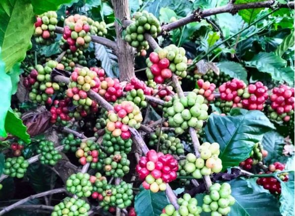 Giá nông sản ngày 23/2/2024: Cà phê đảo chiều giảm, hồ tiêu tiếp đà tăng 4.500 đồng/kg