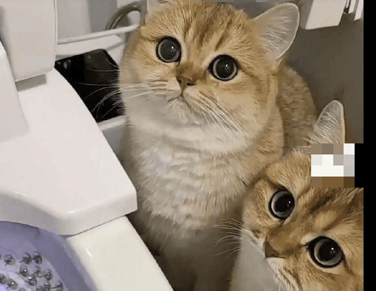 Để ngăn mèo uống nước trong bồn cầu, người chủ đã dùng 'biện pháp mạnh' khiến những chú mèo trông tiu nghỉu đến thương