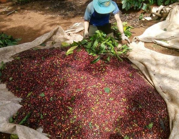 Giá nông sản ngày 24/2/2024: Cà phê và hồ tiêu đồng loạt giảm