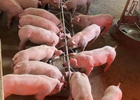 Giá heo hơi hôm nay 24/2/2024: Heo thịt ổn định, heo giống tăng cao