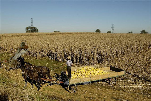 Ngành nông nghiệp Mỹ gặp khó khăn lớn
