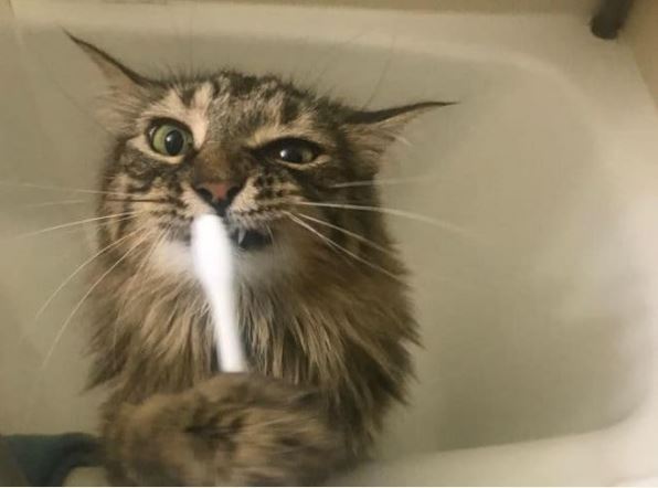 8 mẹo giúp thú cưng của bạn sống lâu hơn