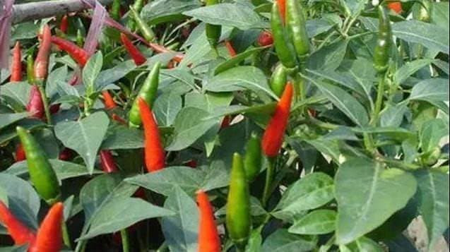 Khi trồng ớt tại nhà, đừng chỉ đổ nước! Lão nông trồng rau dạy bạn mẹo, ớt sai ngập cành, học nhanh nhé