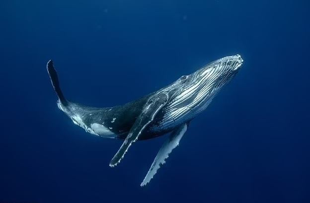 Giải mã bí ẩn về những bài hát của cá voi, không giống bất kì loài động vật nào khác