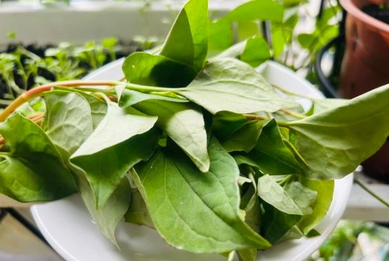 Loại rau có lượng vitamin C gấp rưỡi trái cam nhưng không phải ai ăn cũng tốt