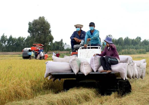 Nhiều thương lái bỏ cọc do giá lúa giảm