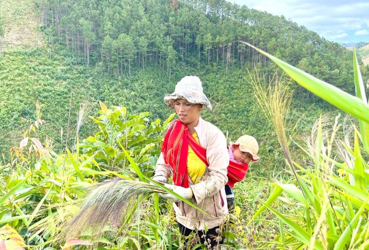 Mùa hái 'lộc trời ban' của người đồng bào ở Gia Lai