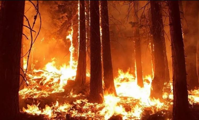 Tại sao không động vật nào trên Trái Đất tiến hoá khả năng thở ra lửa?