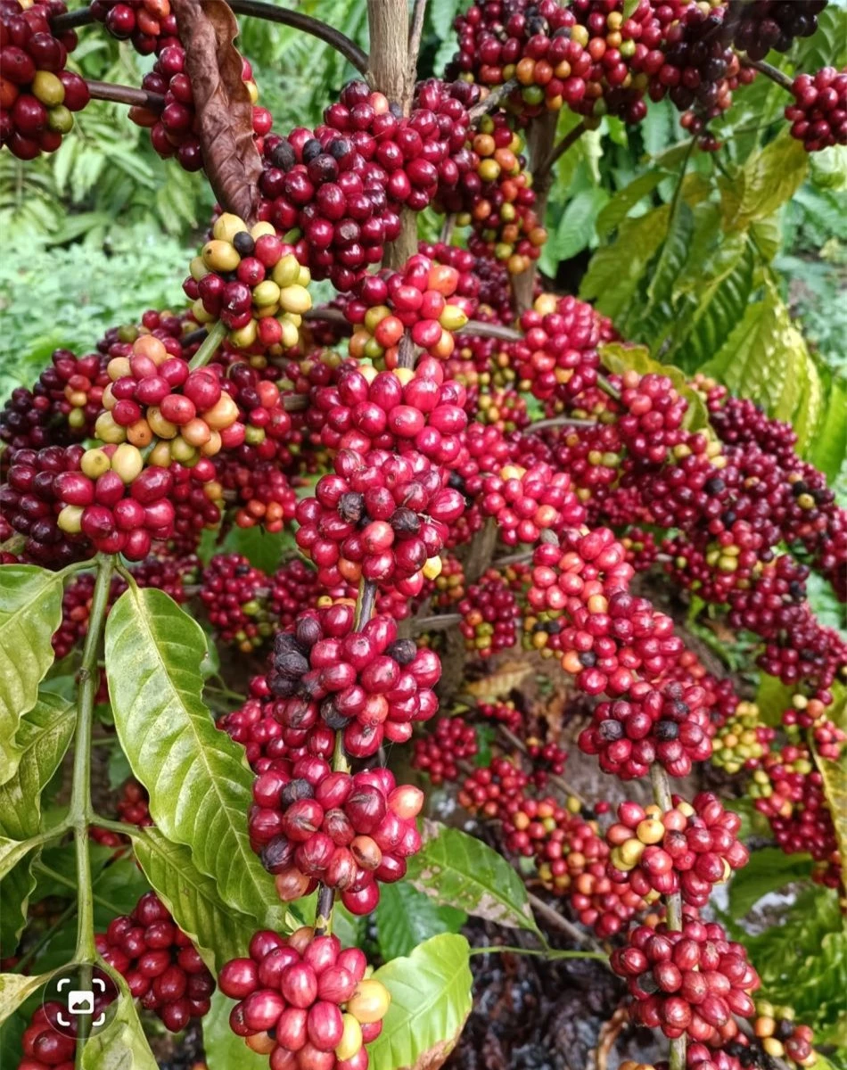 Giá nông sản ngày 26/2/2024: Cà phê và hồ tiêu trụ vững ở mức cao